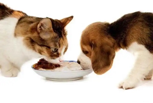 pets eat foods