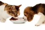 What Are the Requirements for the Bag Containing Cat Food?